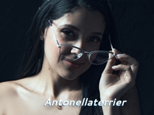 Antonellaterrier