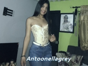 Antoonellagrey