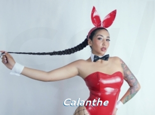 Calanthe