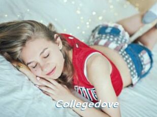 Collegedove