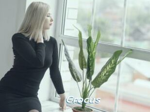 Crocus