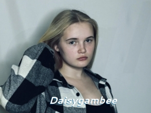 Daisygambee